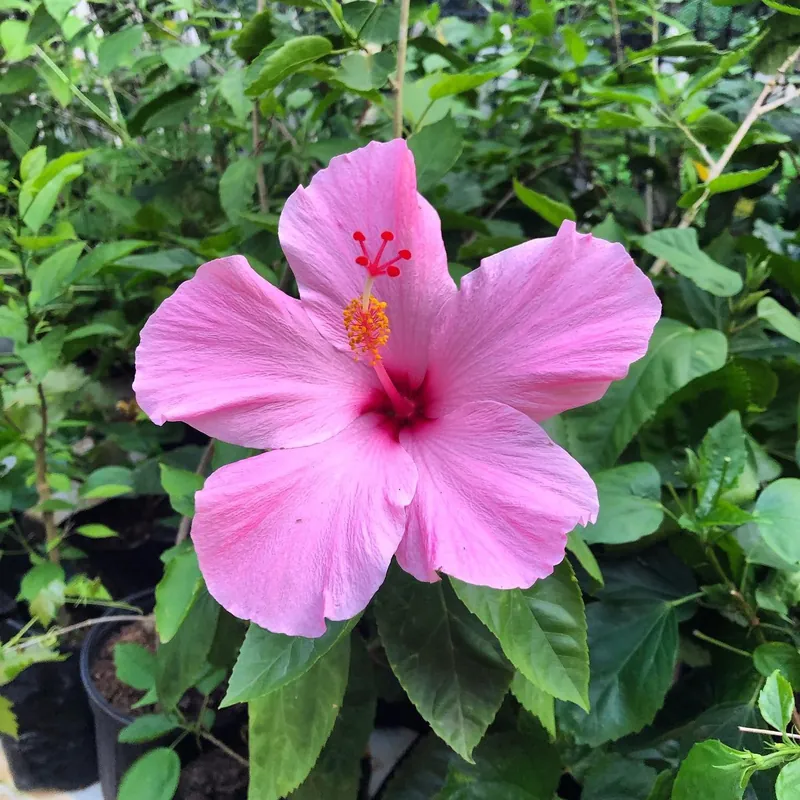 A pink hibiscus flower in the garden