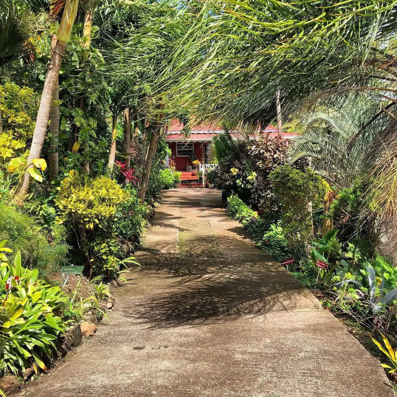 A shaded garden path lined with palms and flowering shrubs, leading up to the red-roofed house