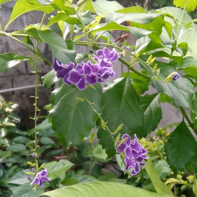 Purple and white flowers hanging among green leaves